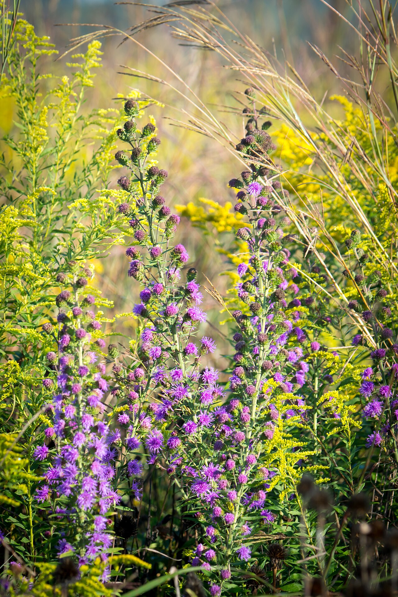 Eastern Blazing Star (Liatris scariosa) - PlantNative.org Savanna blazing star photographed at Huffman Prairie, Dayton, Ohio.