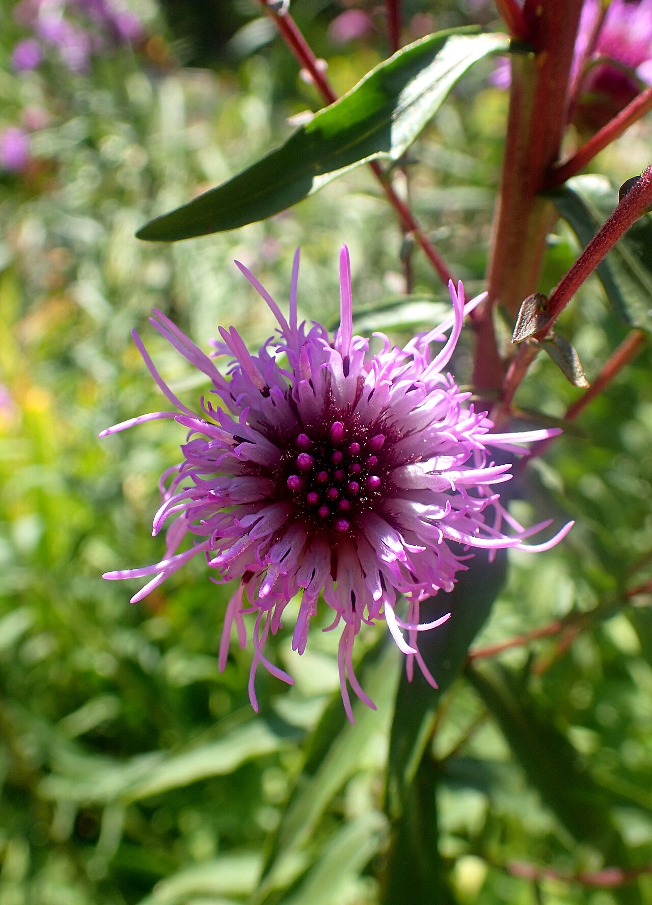 Eastern Blazing Star (Liatris scariosa) - PlantNative.org A large purple flower head on a cultivated Liatris scariosa at Missouri Botanical Garden.