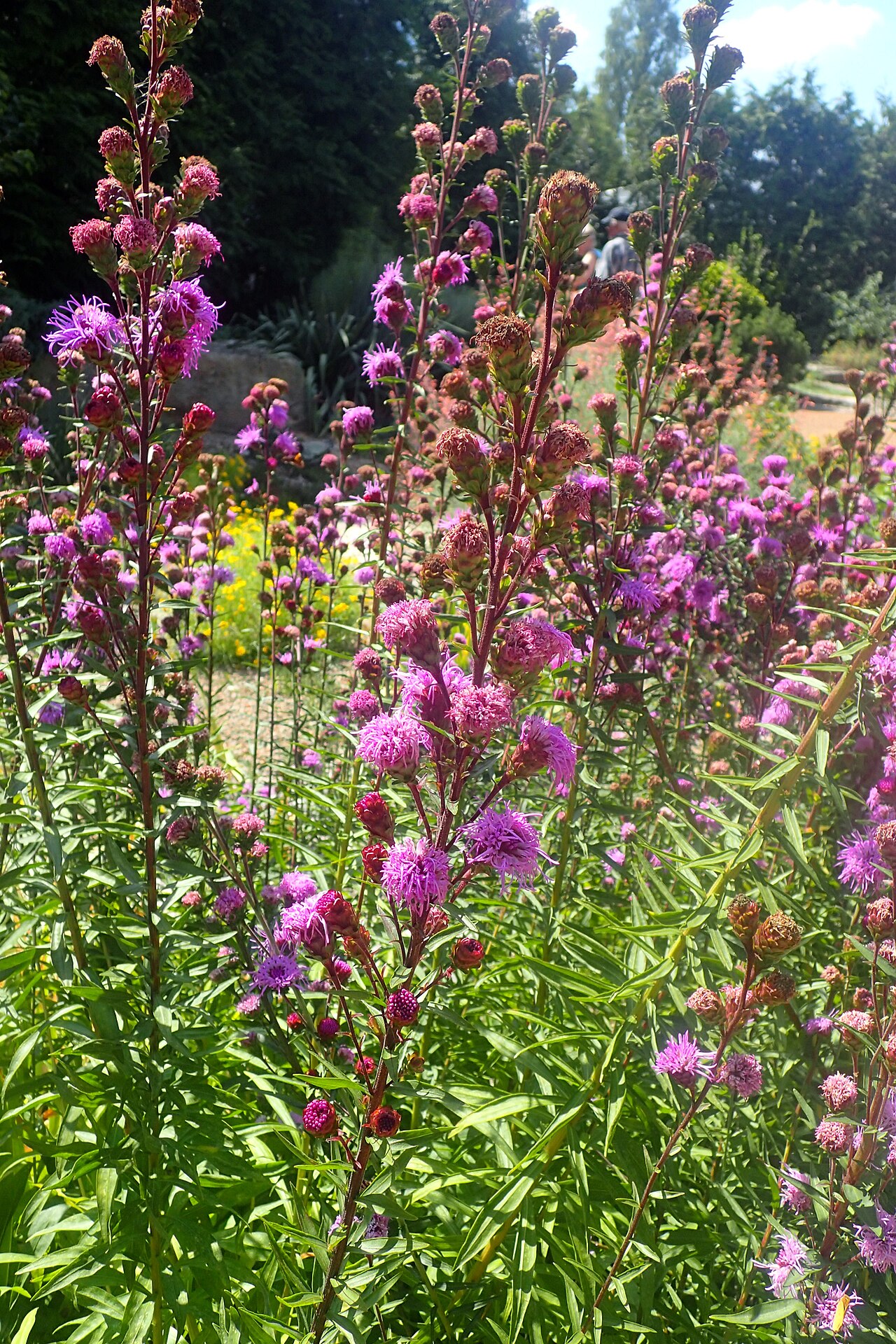 Eastern Blazing Star (Liatris scariosa) - PlantNative.org Upright flowering stems of cultivated Liatris scariosa at Missouri Botanical Garden.