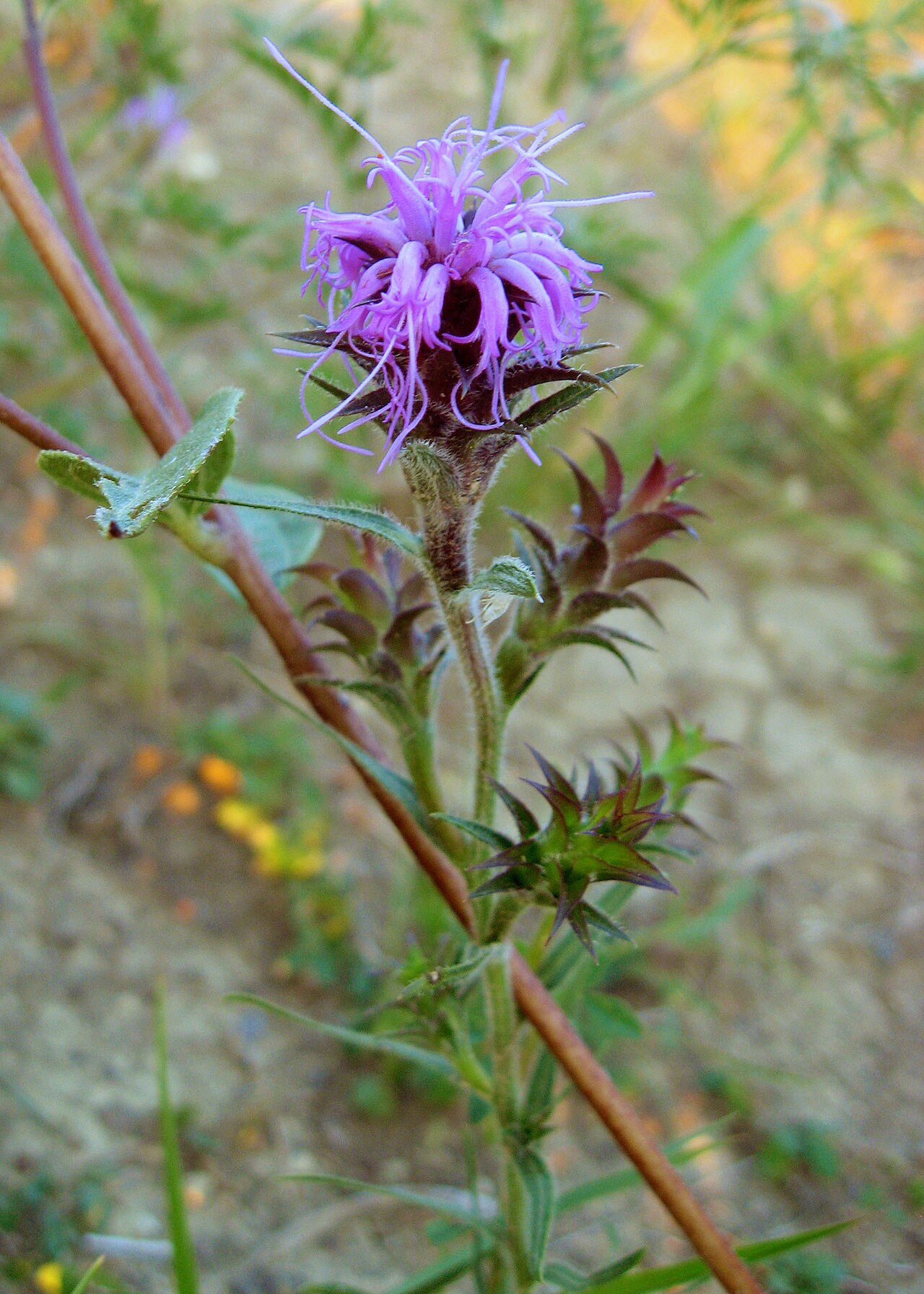 Scaly blazing star flowering in a prairie remnant in Madison County, Kentucky.