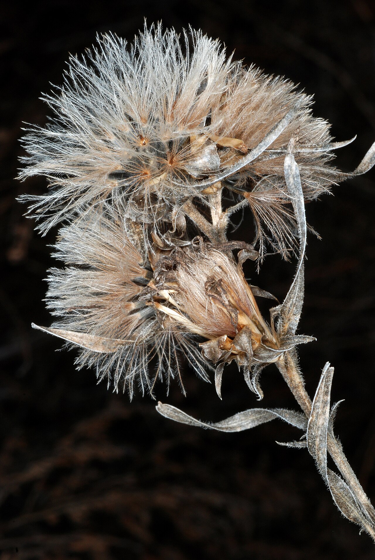 Mature fruiting head of Liatris squarrosa with pale bristled fruits.