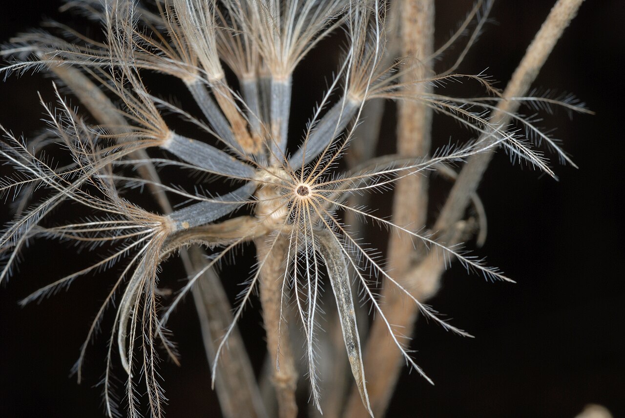 Close view of a dry fruit and its spreading bristles in Liatris squarrosa.