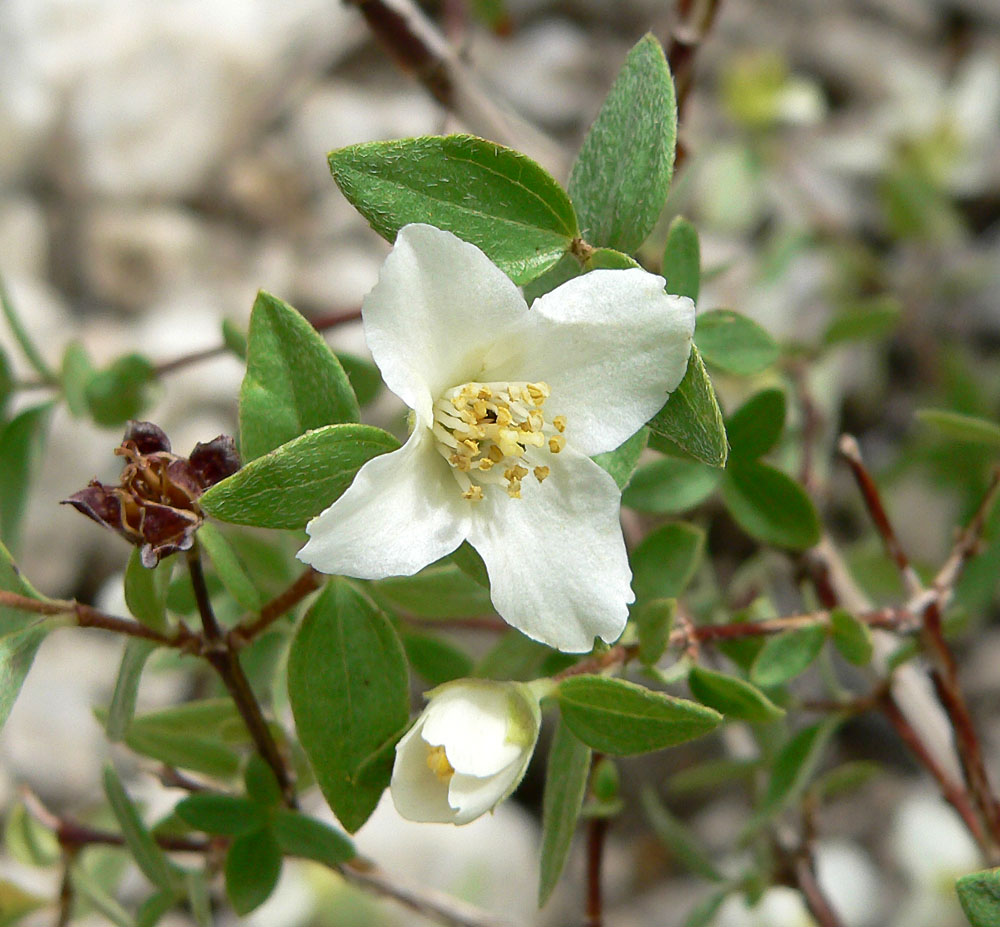 Littleleaf Mockorange (Philadelphus microphyllus) - PlantNative.org Close-up of a single white four-petaled Littleleaf Mockorange (Philadelphus microphyllus) flower with a boss of yellow stamens, small gray-green leaves, and a dried seed capsule