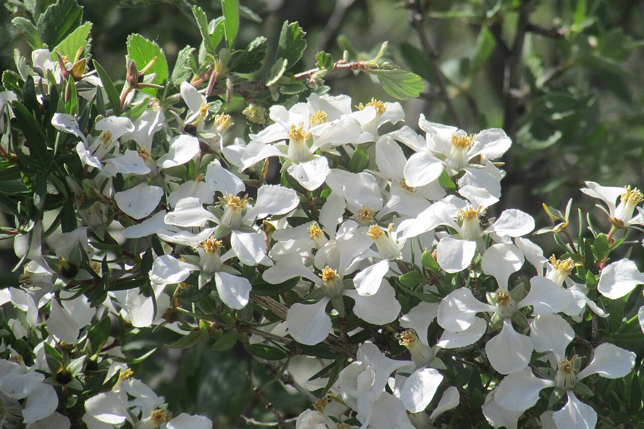 Littleleaf Mockorange (Philadelphus microphyllus) - PlantNative.org Littleleaf Mockorange (Philadelphus microphyllus) shrub covered in white four-petaled flowers with yellow stamens, growing wild at Black Canyon of the Gunnison National Park, Colorado