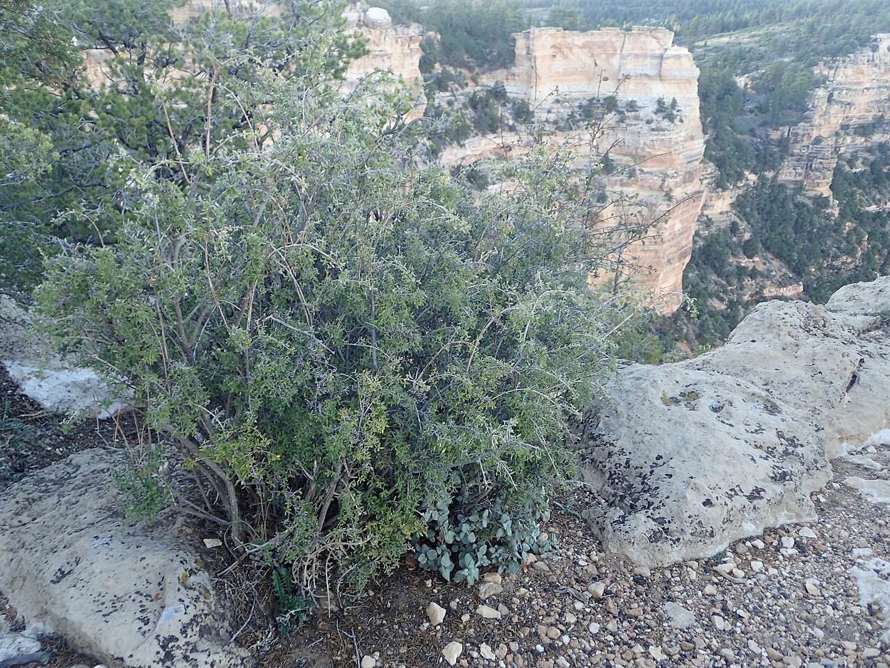 Littleleaf Mockorange (Philadelphus microphyllus) - PlantNative.org A rounded Littleleaf Mockorange (Philadelphus microphyllus) shrub growing from limestone at the edge of a canyon rim, showing its dense twiggy form and small gray-green leaves