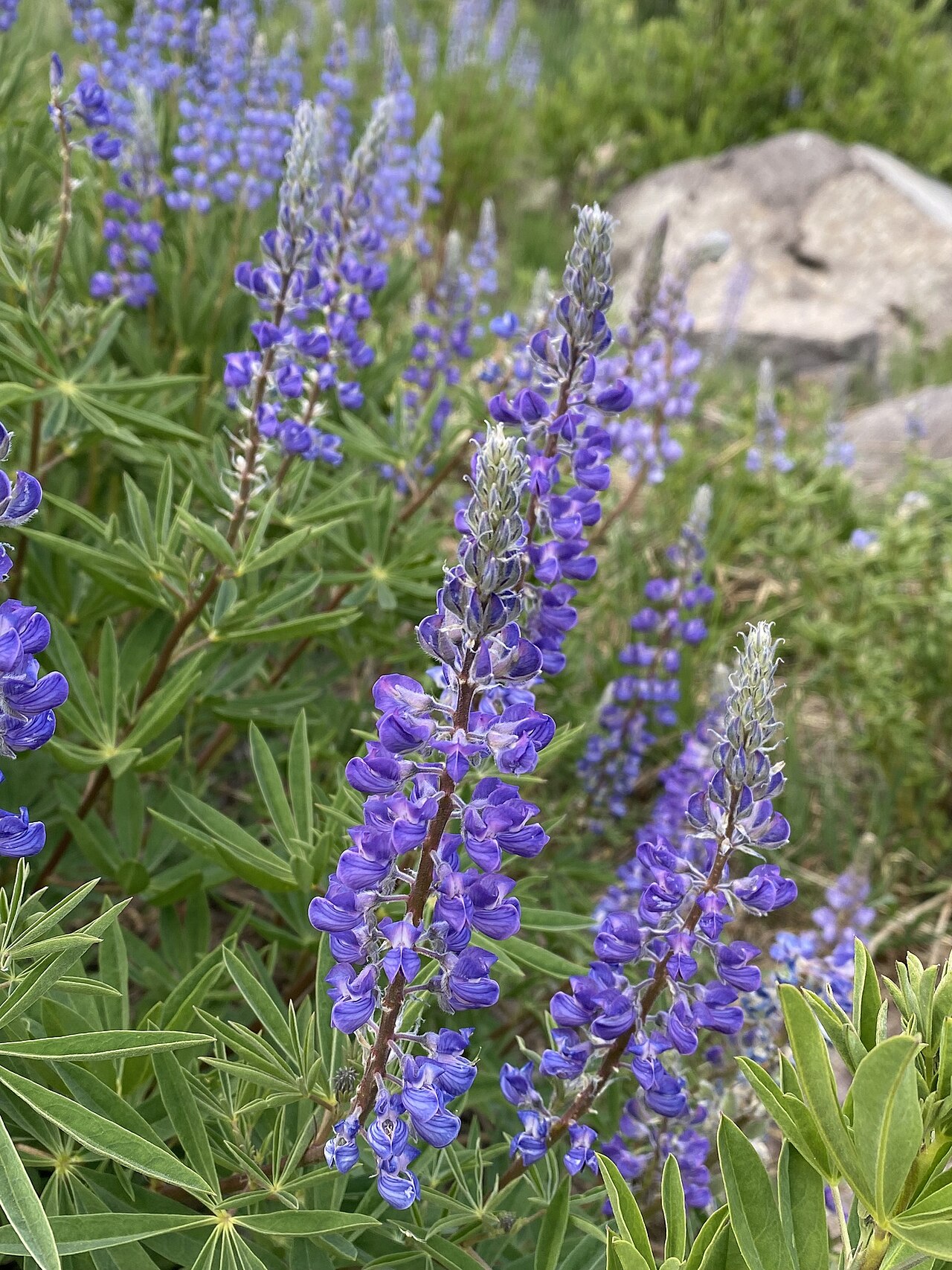 Silvery Lupine (Lupinus argenteus) - PlantNative.org Lupinus argenteus flowers