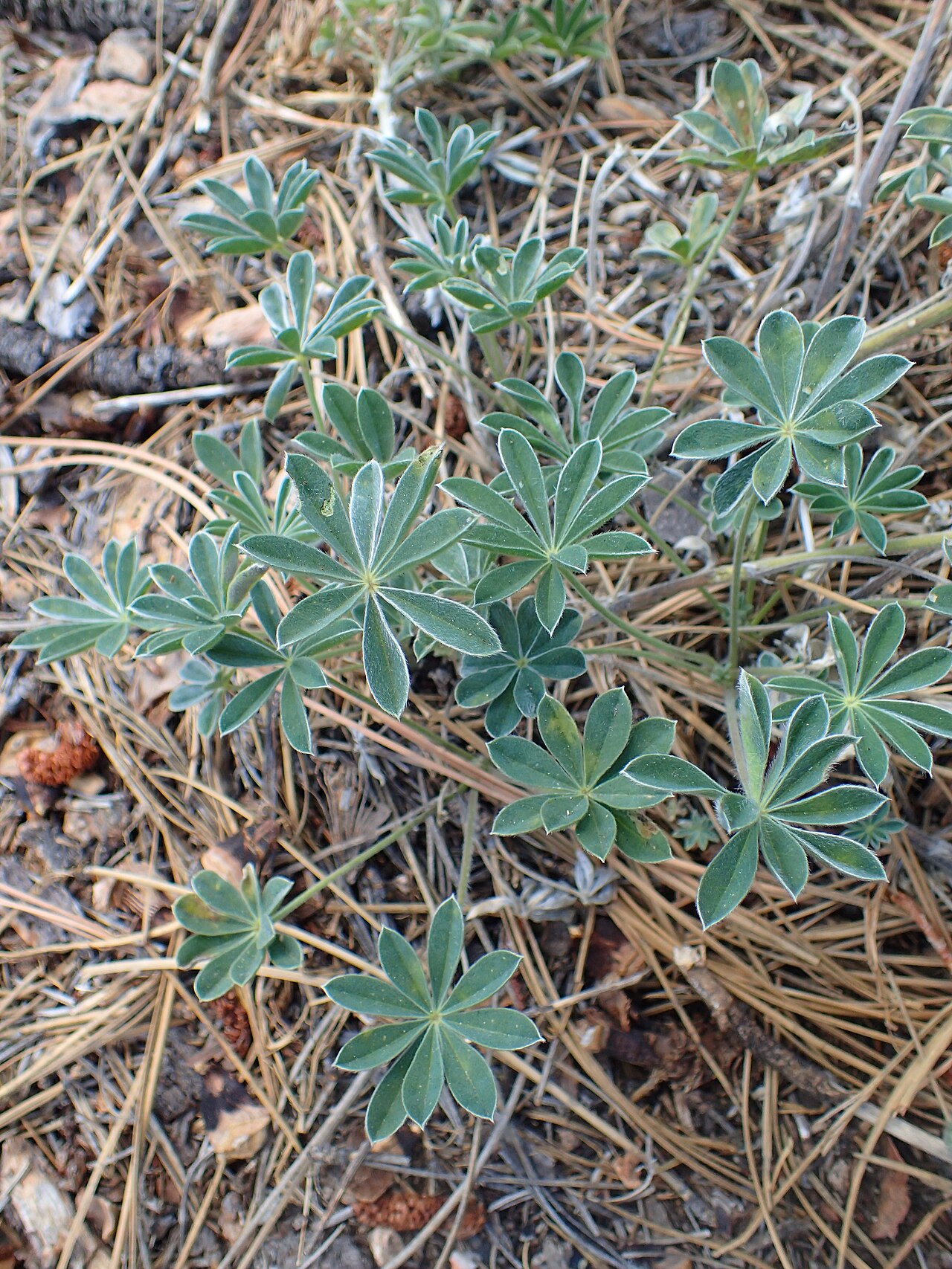 Silvery Lupine (Lupinus argenteus) - PlantNative.org Lupinus argenteus foliage and growth habit