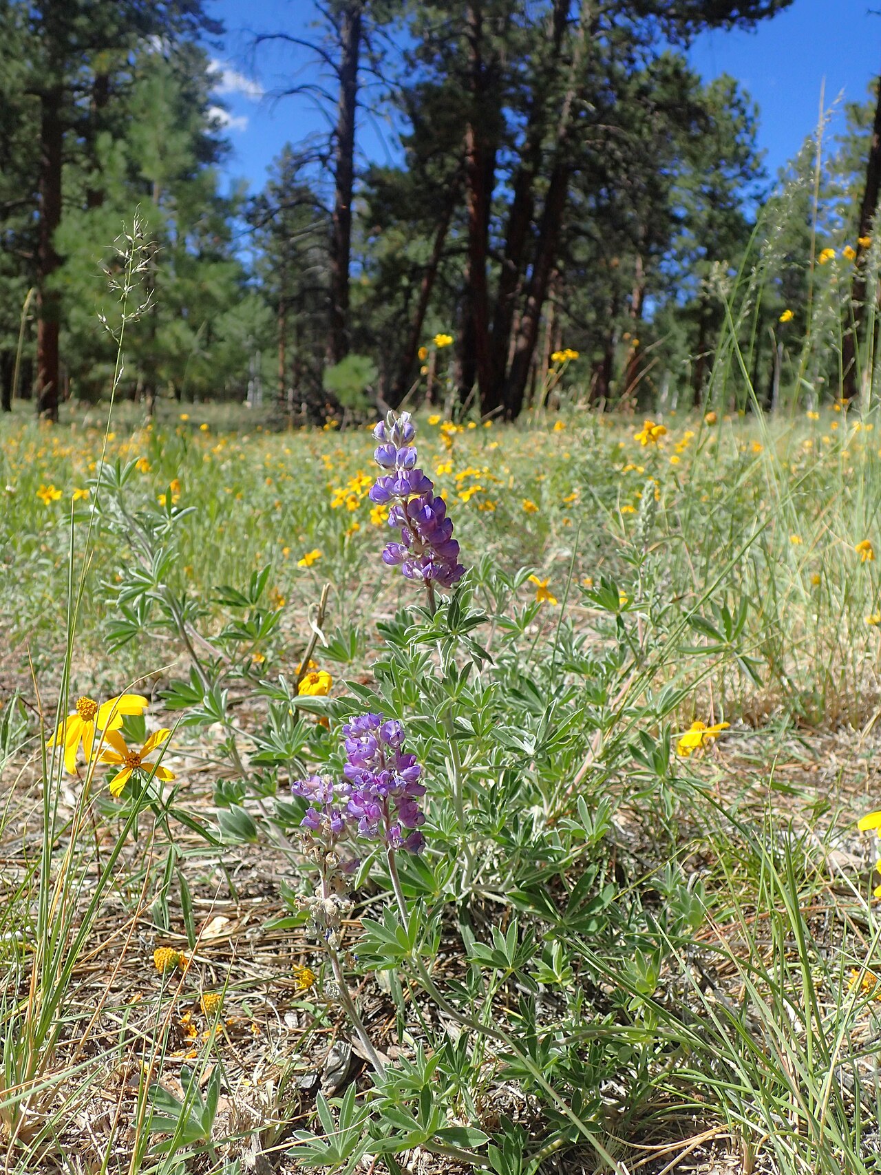 Silvery Lupine (Lupinus argenteus) - PlantNative.org Lupinus argenteus growth and seasonal features