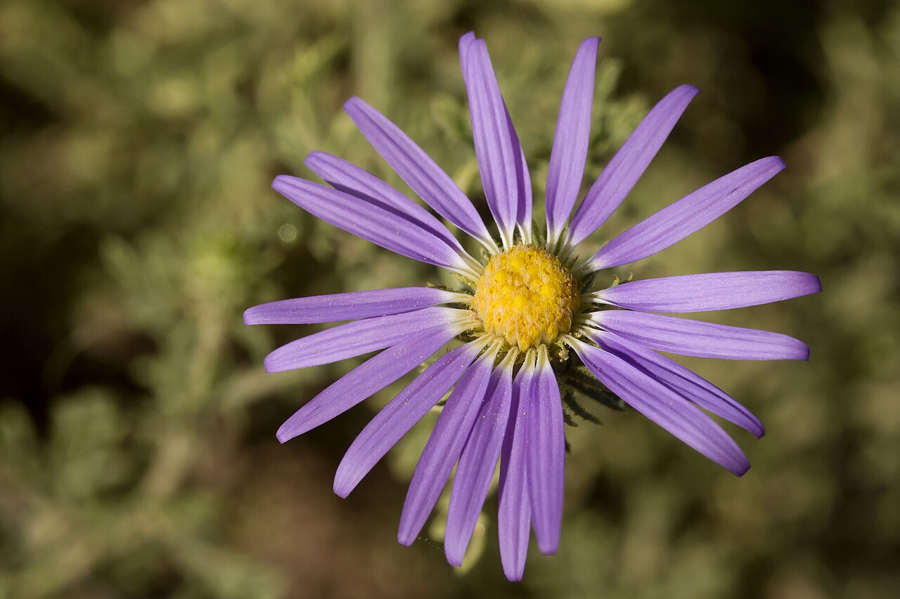 Tahoka Daisy (Machaeranthera tanacetifolia) - PlantNative.org Purple rays and a yellow disk on a wild Tahoka daisy in New Mexico.