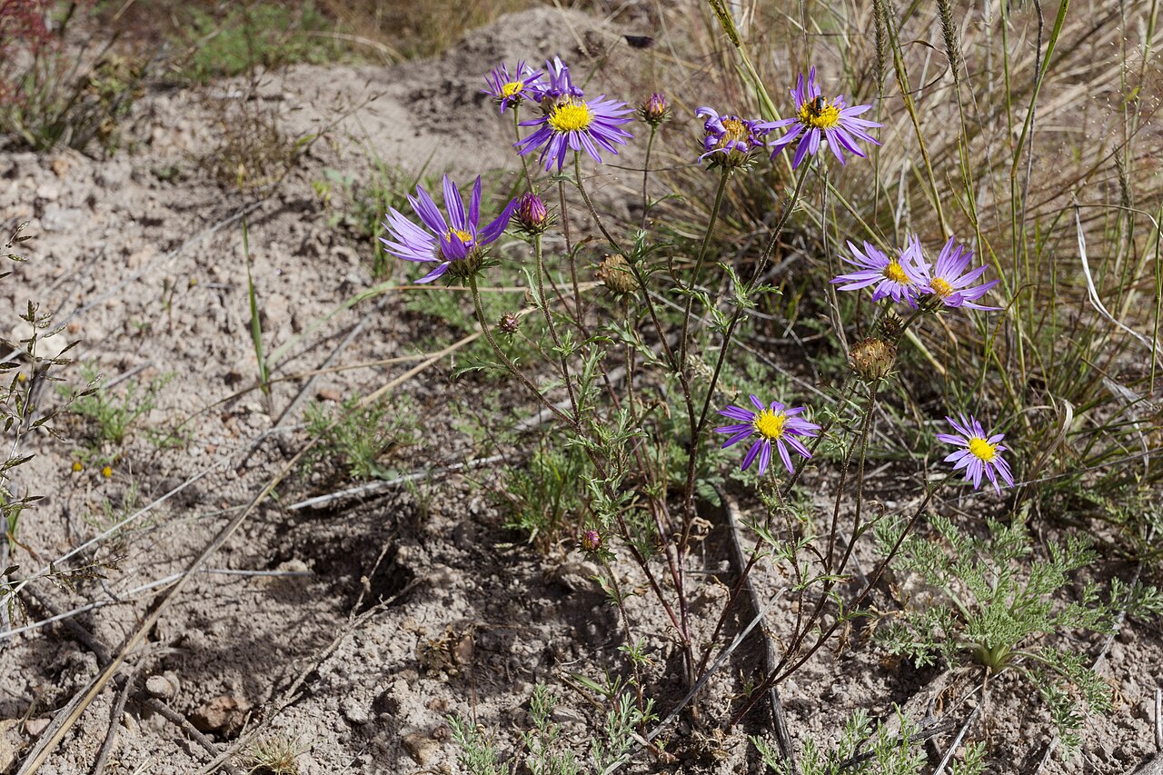 Tahoka Daisy (Machaeranthera tanacetifolia) - PlantNative.org A branching plant in open ground in the Black Range foothills, New Mexico.