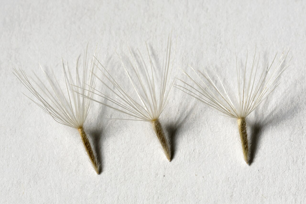 Tahoka Daisy (Machaeranthera tanacetifolia) - PlantNative.org Mature fruits with fine pappus hairs, collected in New Mexico.