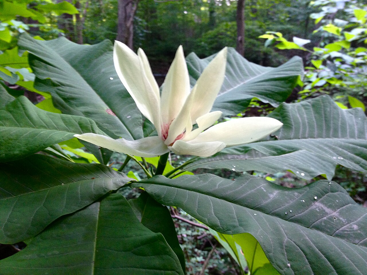 Umbrella Magnolia (Magnolia tripetala) - PlantNative.org Photo of Magnolia tripetala in flower. This is a native plant growing wild in Rock Creek Park, Washington, D.C., USA. This species is a member of the Magnoliaceae family.
