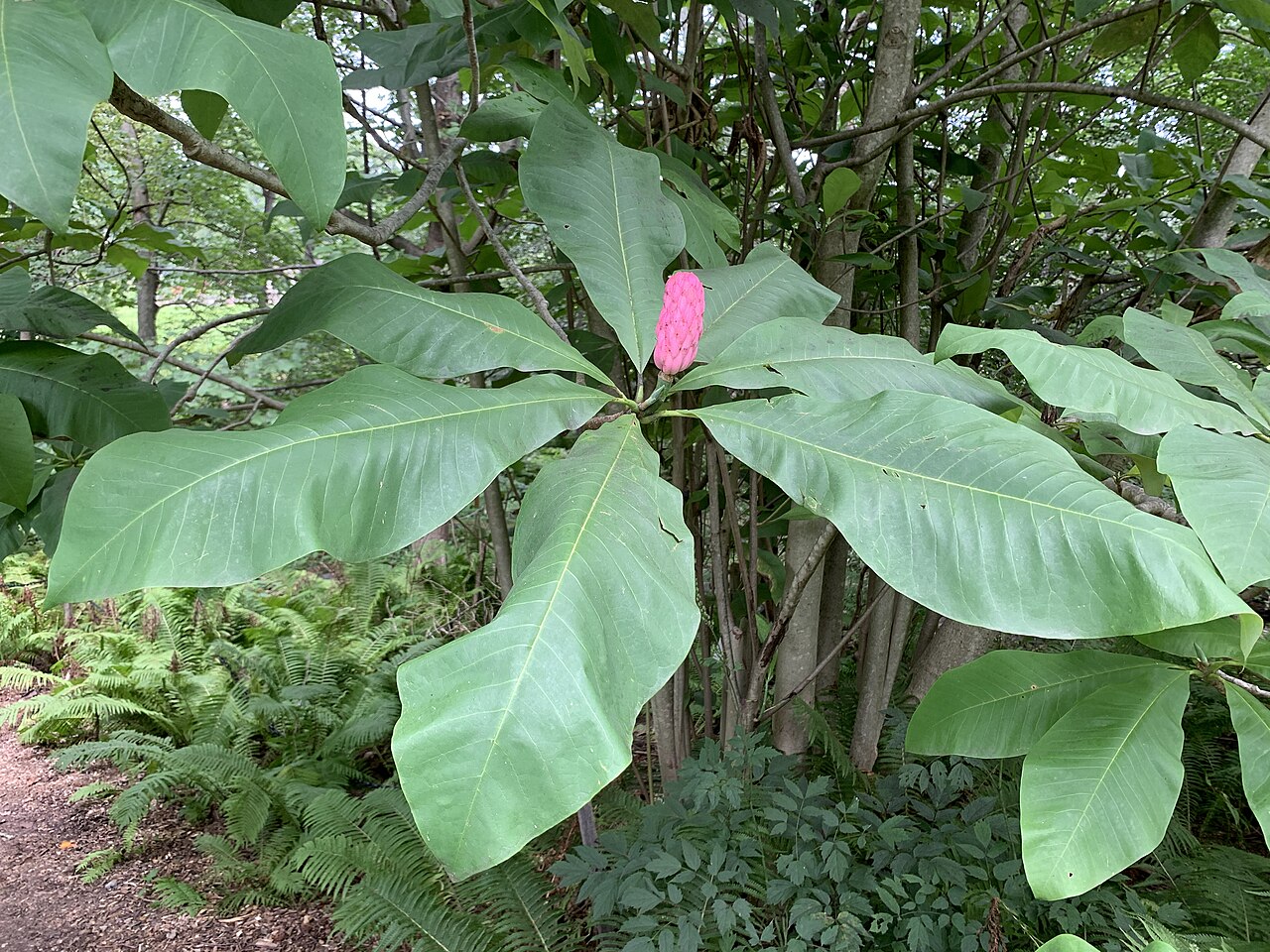 Umbrella Magnolia (Magnolia tripetala) - PlantNative.org Magnolia tripetala in the Morris Arboretum