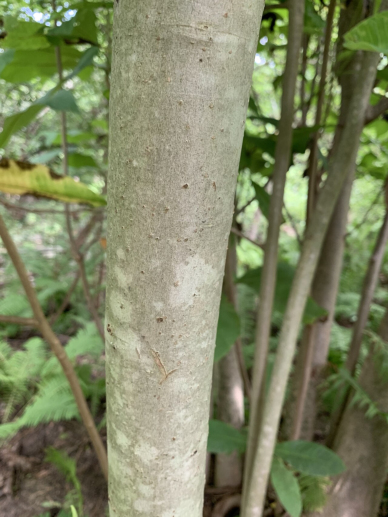 Umbrella Magnolia (Magnolia tripetala) - PlantNative.org Magnolia tripetala in the Morris Arboretum