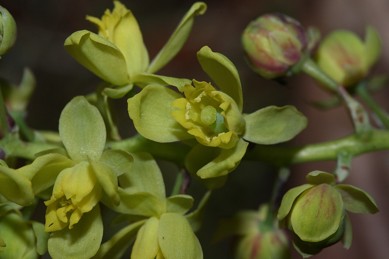 Dull Oregon Grape (Berberis nervosa) - PlantNative.org Small yellow flowers of dull Oregon grape