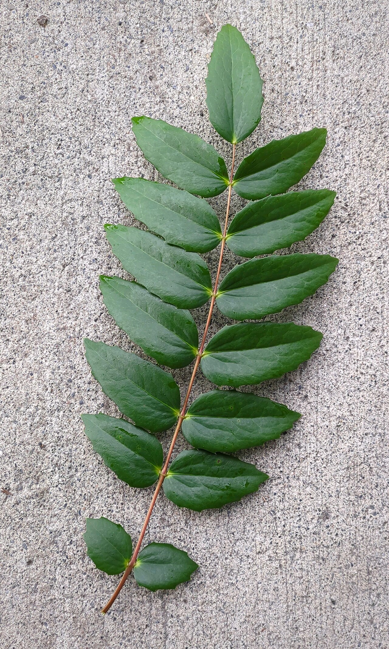 Dull Oregon Grape (Berberis nervosa) - PlantNative.org An entire compound leaf with numerous spine-toothed leaflets