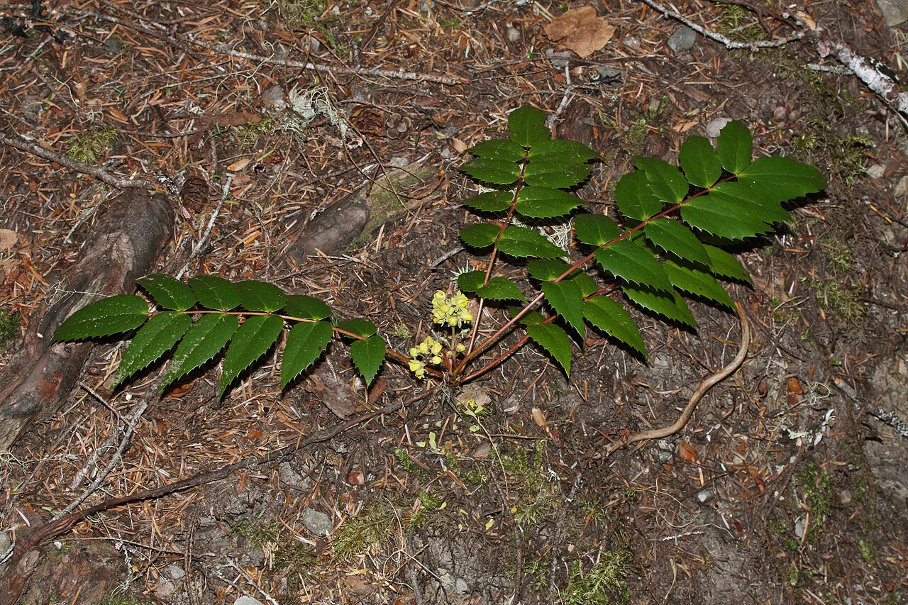 Dull Oregon Grape (Berberis nervosa) - PlantNative.org Low woodland growth of dull Oregon grape