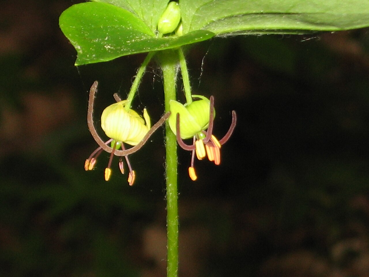 Nodding greenish-yellow Indian cucumber-root flowers beneath the upper leaf whorl.