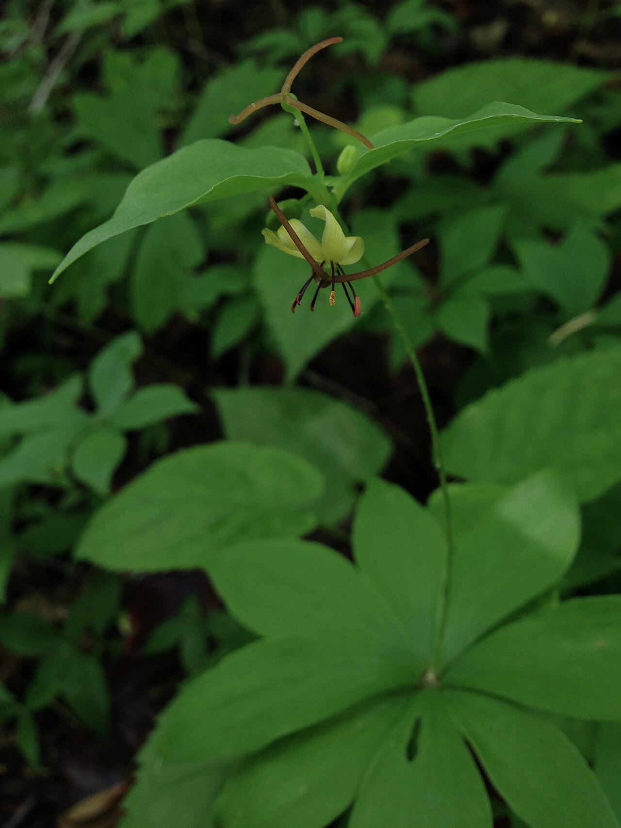 The two tiers of leaves and flowers of Medeola virginiana at Rosaryville Park, Maryland.