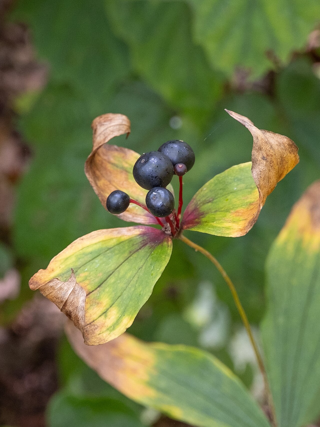 Dark ripe fruit above the coloring upper leaves of Indian cucumber-root.