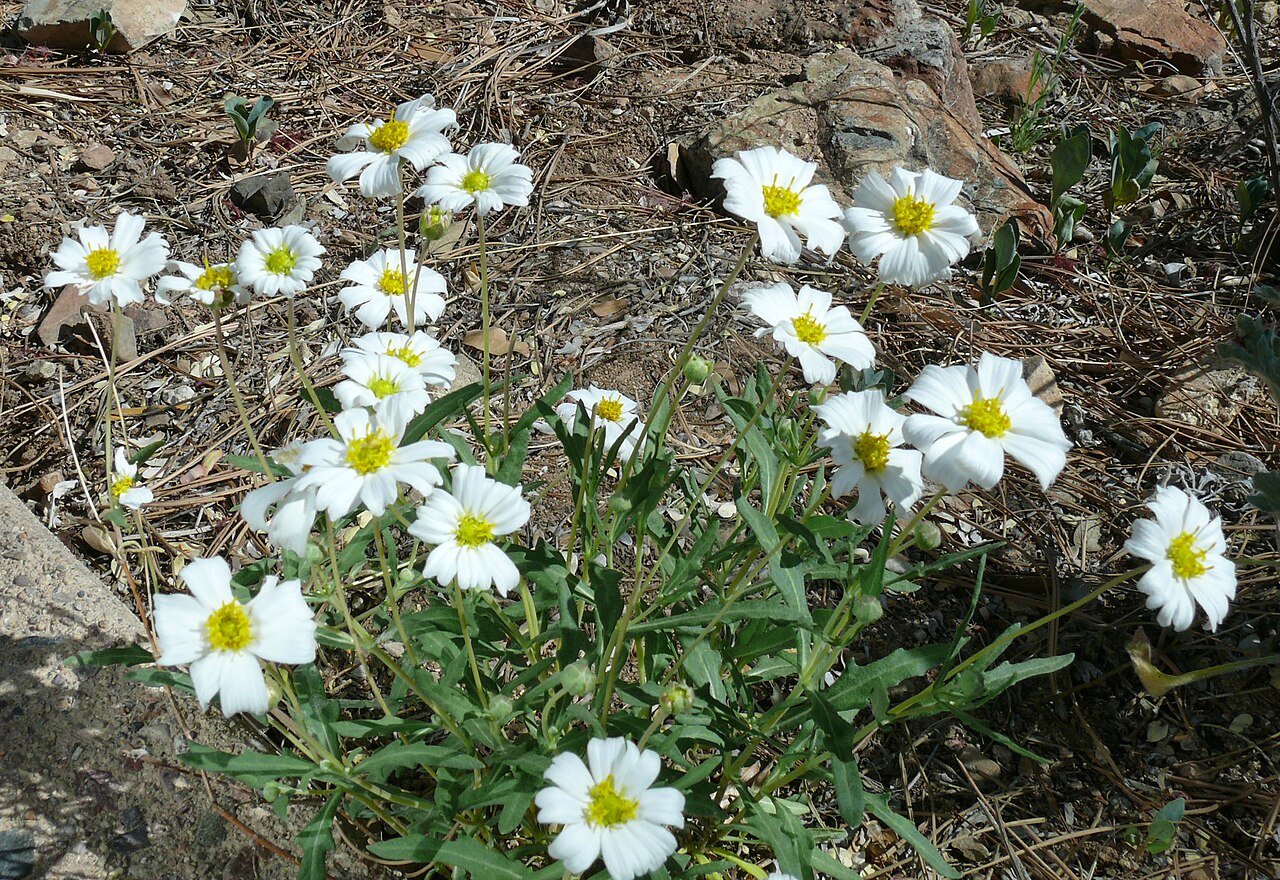 Blackfoot Daisy (Melampodium leucanthum) - PlantNative.org Melampodium leucanthum flowers