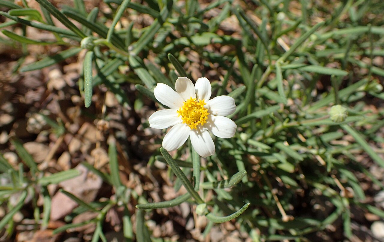 Blackfoot Daisy (Melampodium leucanthum) - PlantNative.org Melampodium leucanthum foliage and growth habit