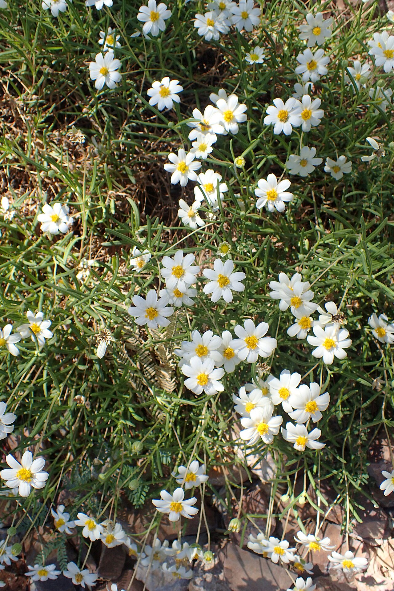 Blackfoot Daisy (Melampodium leucanthum) - PlantNative.org Melampodium leucanthum growth and seasonal features