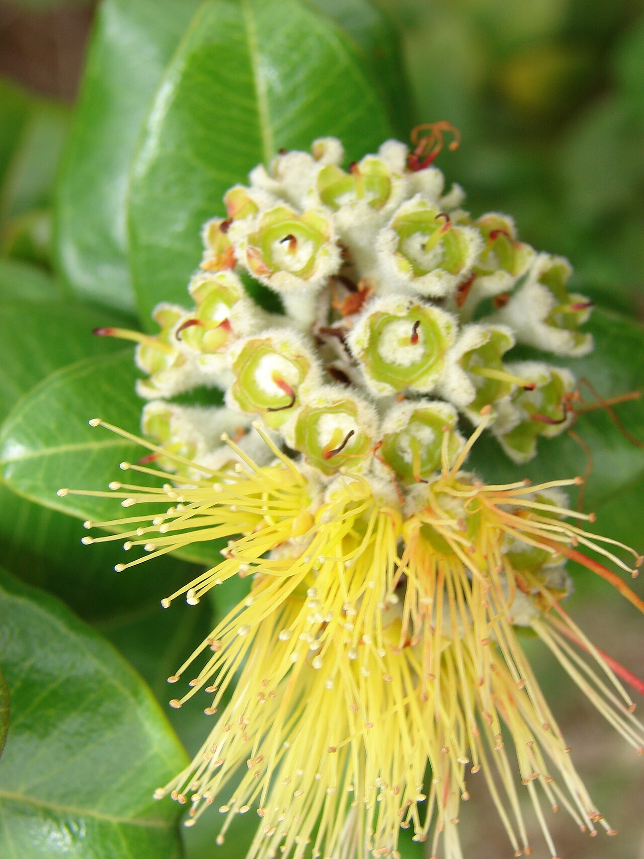 ʻŌhiʻa Lehua (Metrosideros polymorpha) - PlantNative.org Yellow ʻōhiʻa lehua flowers and rounded green leaves