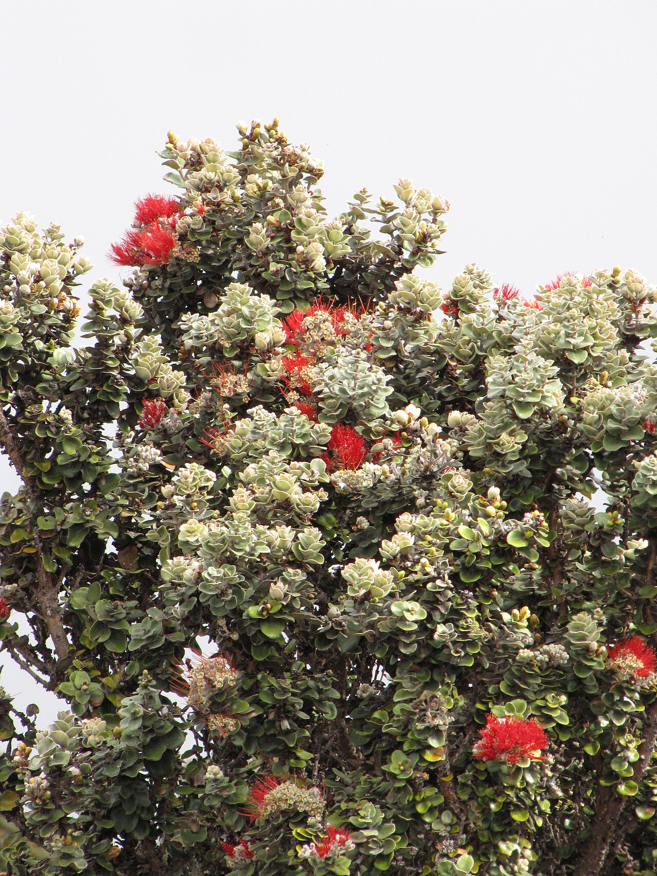 ʻŌhiʻa Lehua (Metrosideros polymorpha) - PlantNative.org Red-flowering ʻōhiʻa lehua with compact foliage