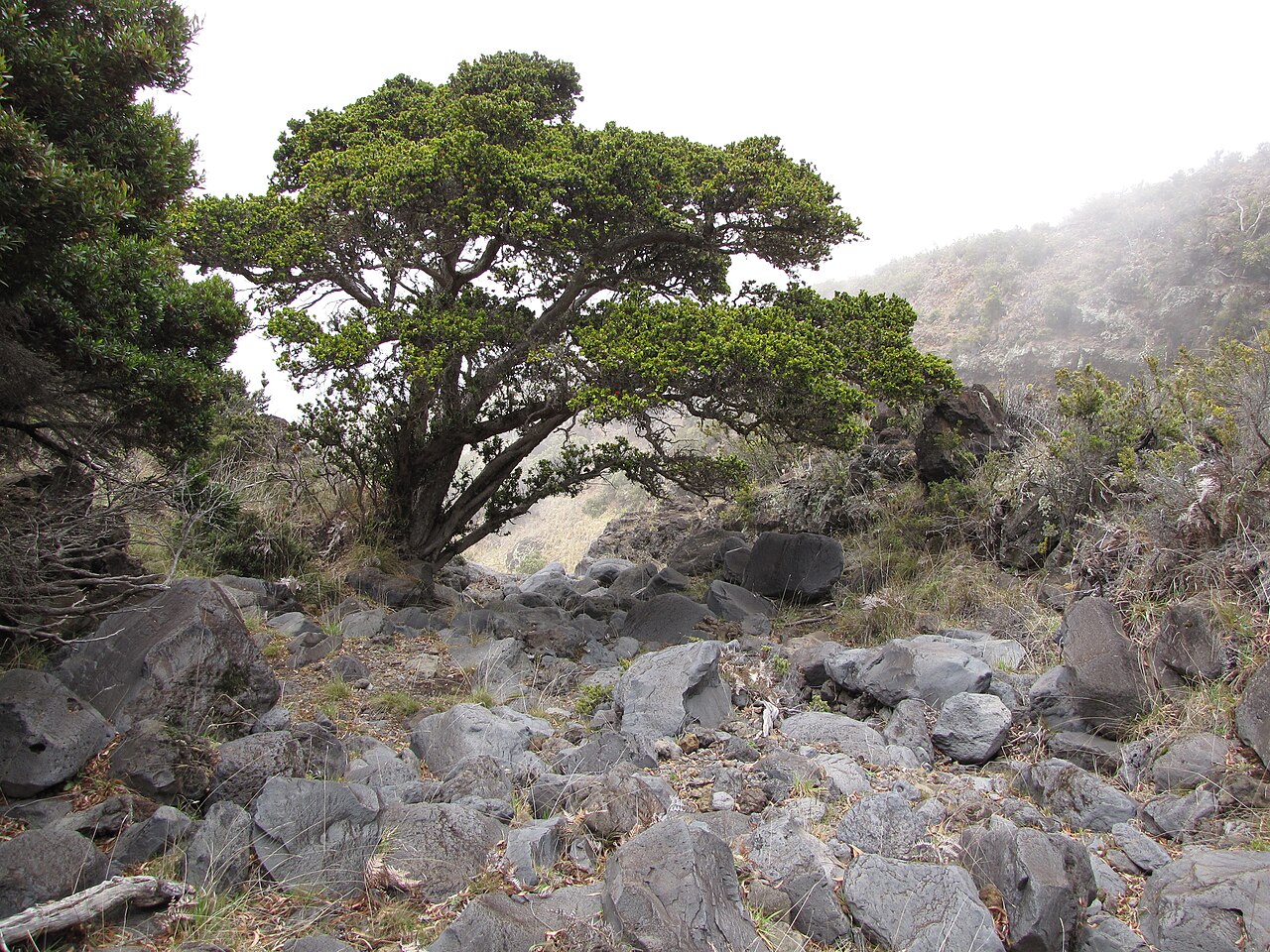 ʻŌhiʻa Lehua (Metrosideros polymorpha) - PlantNative.org ʻŌhiʻa lehua tree growing among volcanic rocks