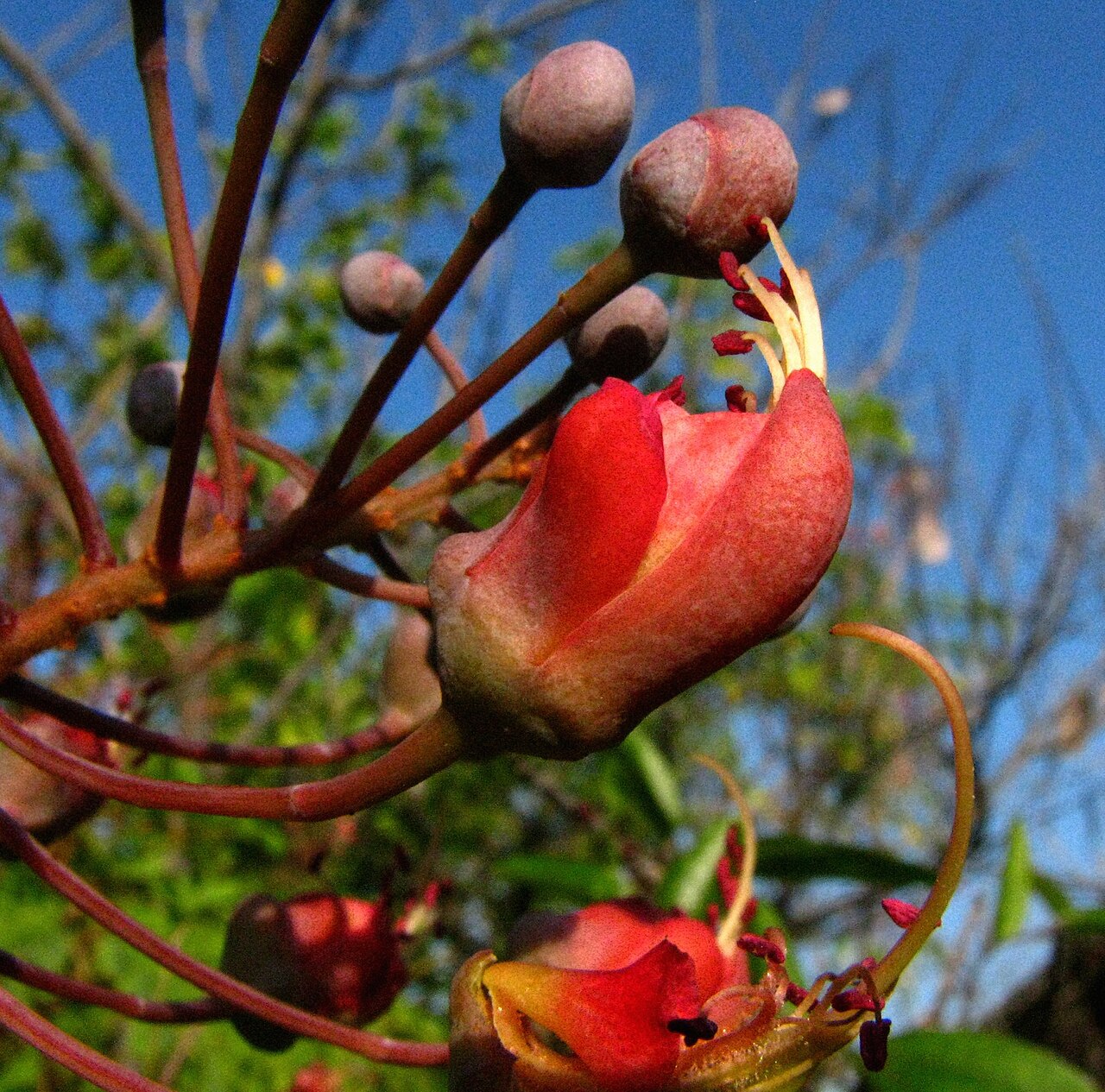 Uhiuhi (Mezoneuron kavaiense) - PlantNative.org Red uhiuhi flowers with projecting stamens