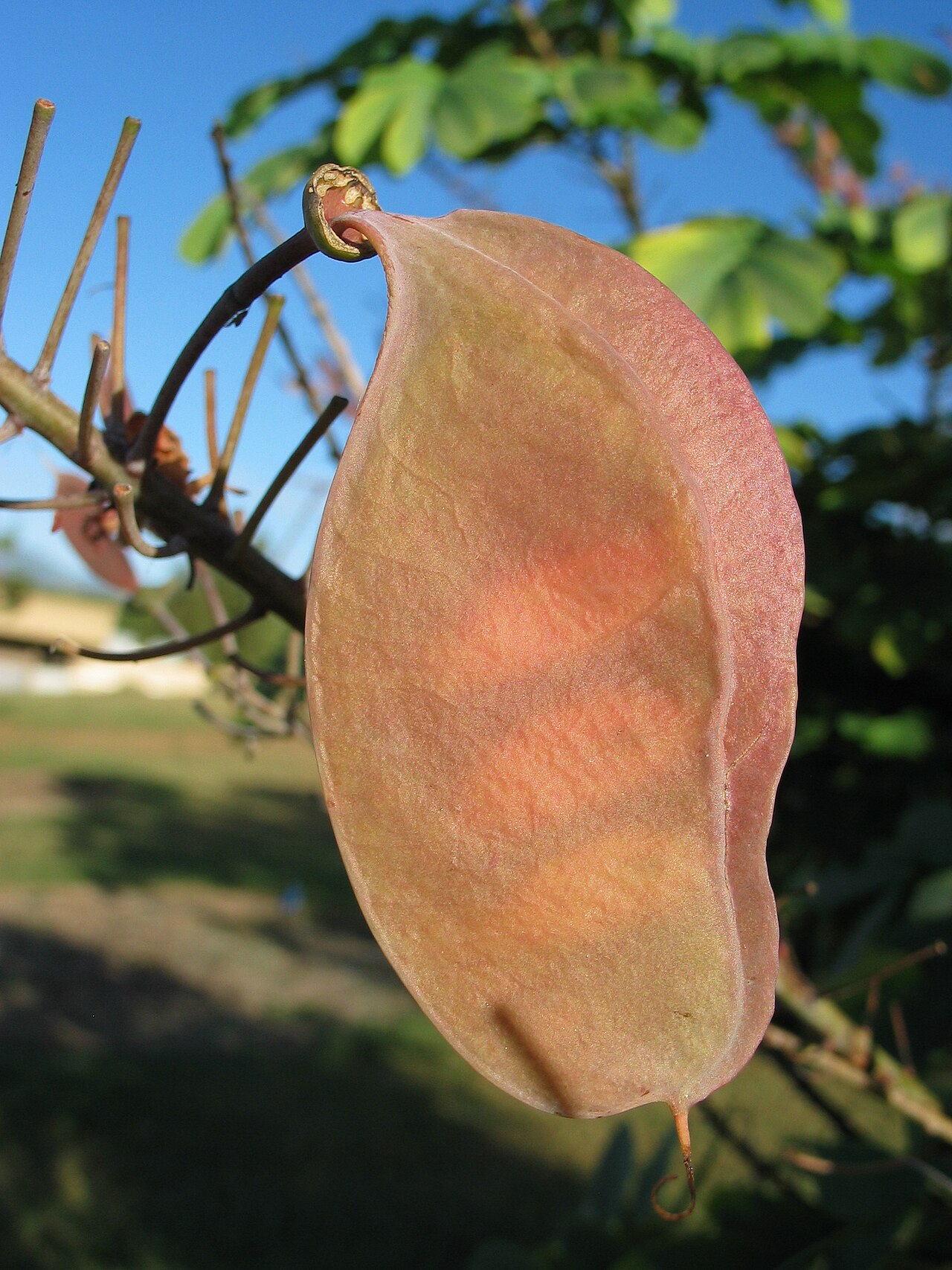 Uhiuhi (Mezoneuron kavaiense) - PlantNative.org Flattened winged uhiuhi seed pod on a cultivated Oʻahu plant