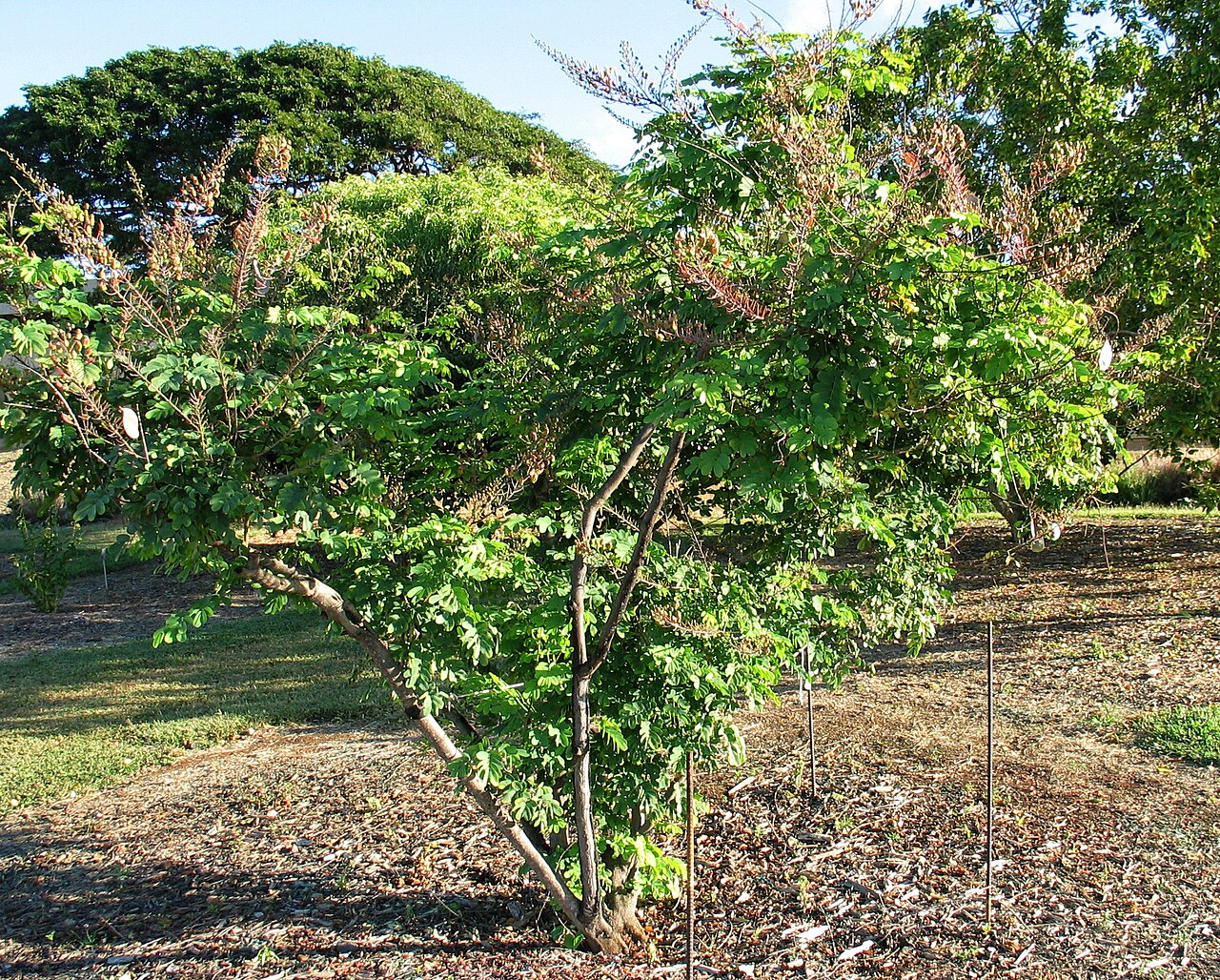 Uhiuhi (Mezoneuron kavaiense) - PlantNative.org Uhiuhi small-tree habit cultivated on Oʻahu