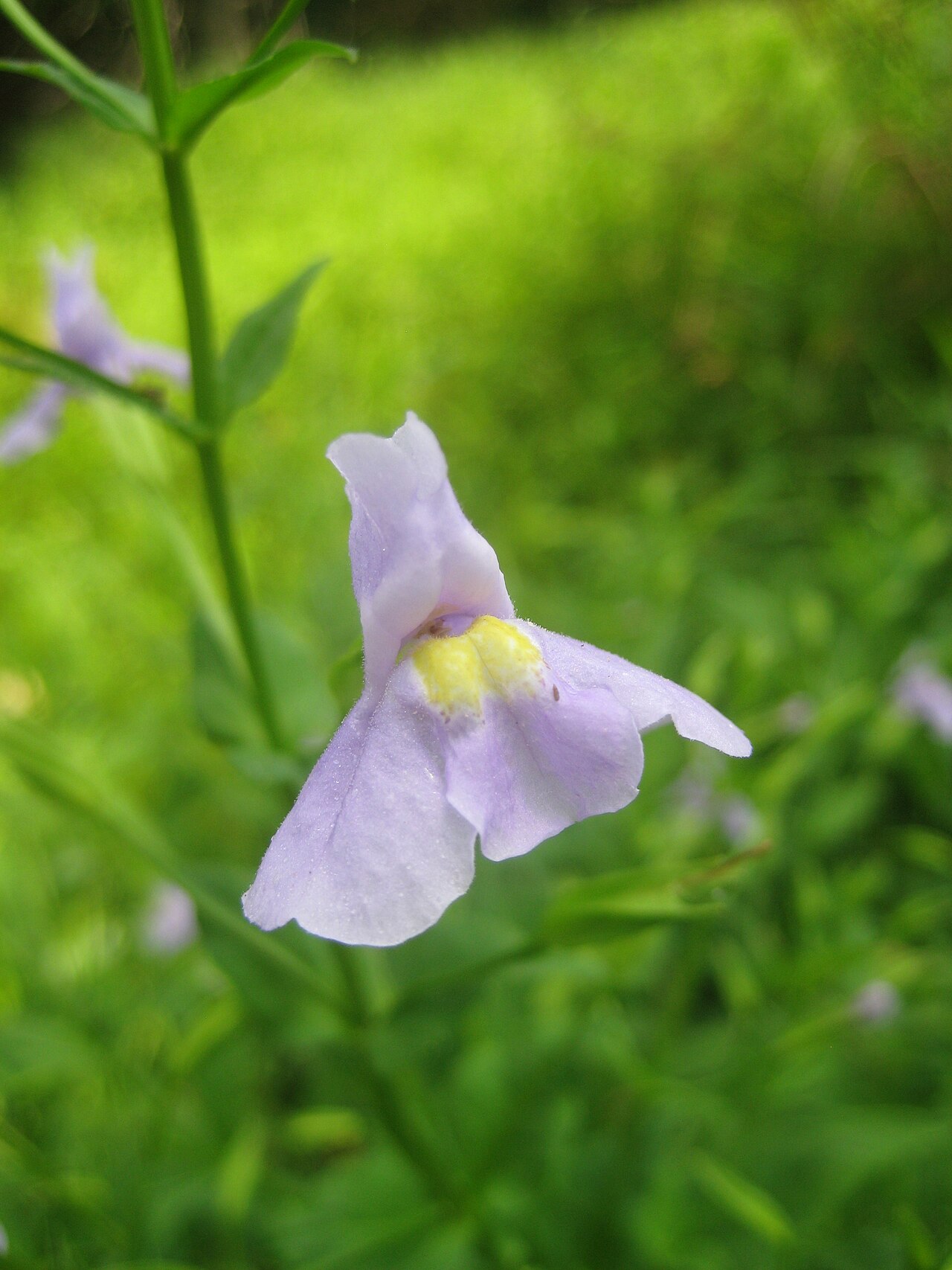Allegheny Monkeyflower (Mimulus ringens) - PlantNative.org Allegheny monkeyflower bloom photographed in central New Jersey.