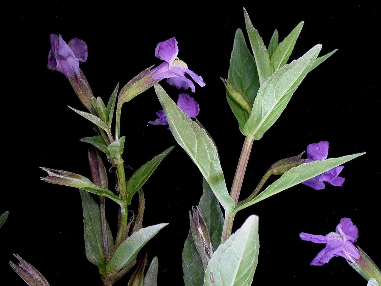 Allegheny Monkeyflower (Mimulus ringens) - PlantNative.org Mimulus ringens: opposite, nearly stalkless leaves and lavender flowers.