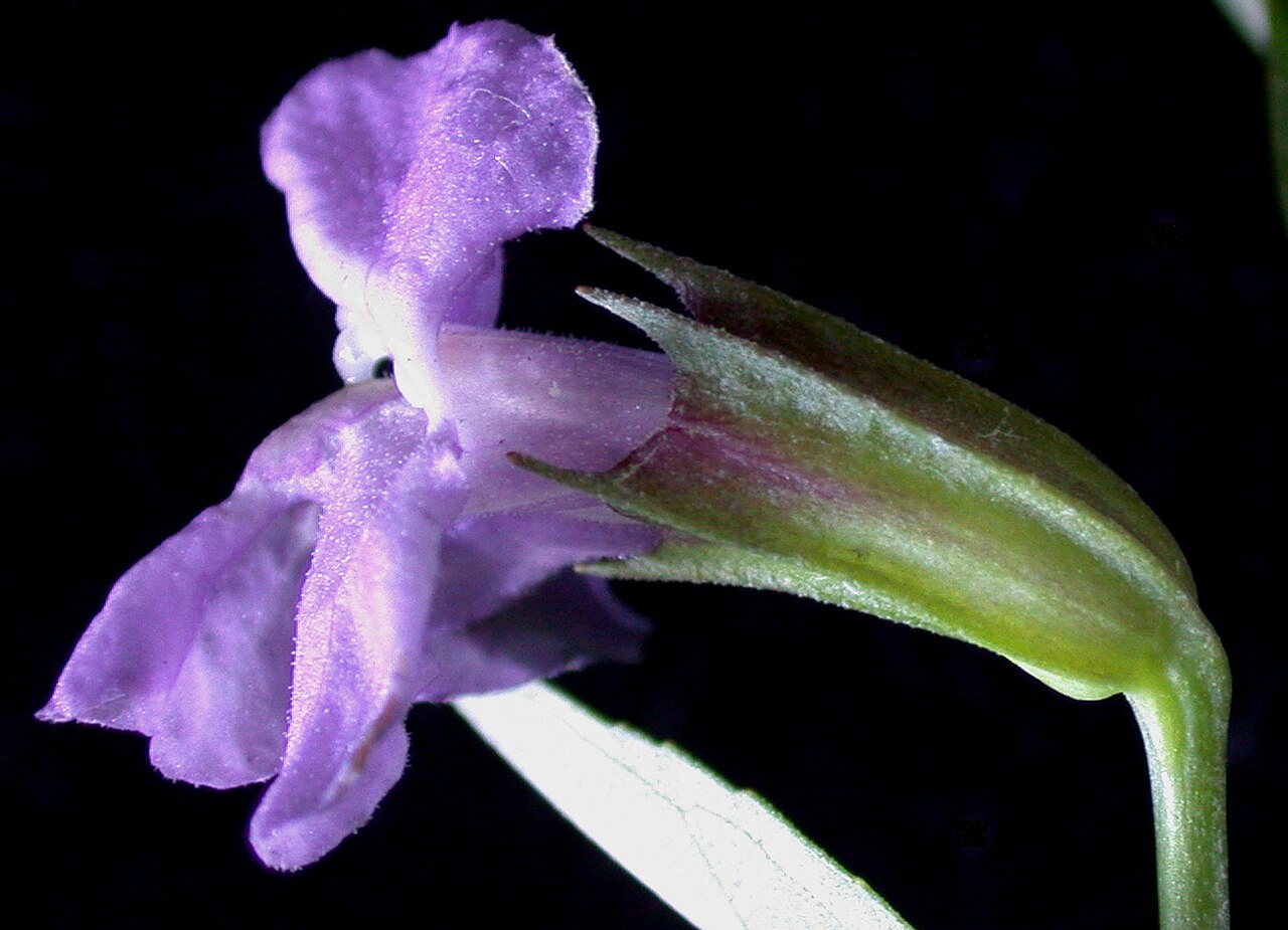 Allegheny Monkeyflower (Mimulus ringens) - PlantNative.org Side view of the ribbed calyx and two-lipped Mimulus ringens flower.