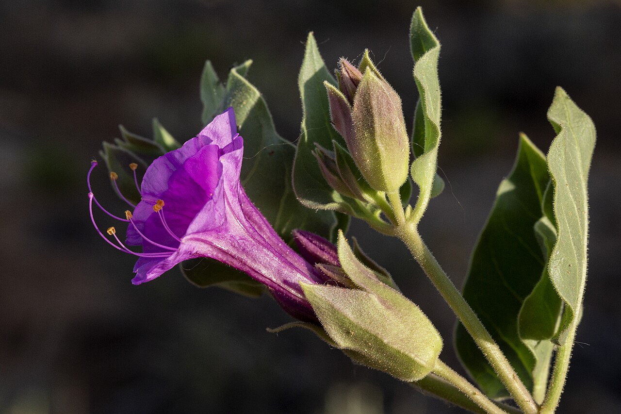 Colorado Four O’Clock (Mirabilis multiflora) - PlantNative.org Mirabilis multiflora flowers