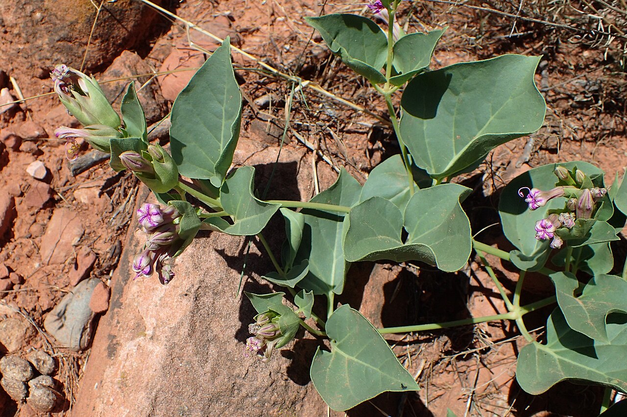 Colorado Four O’Clock (Mirabilis multiflora) - PlantNative.org Mirabilis multiflora foliage and growth habit