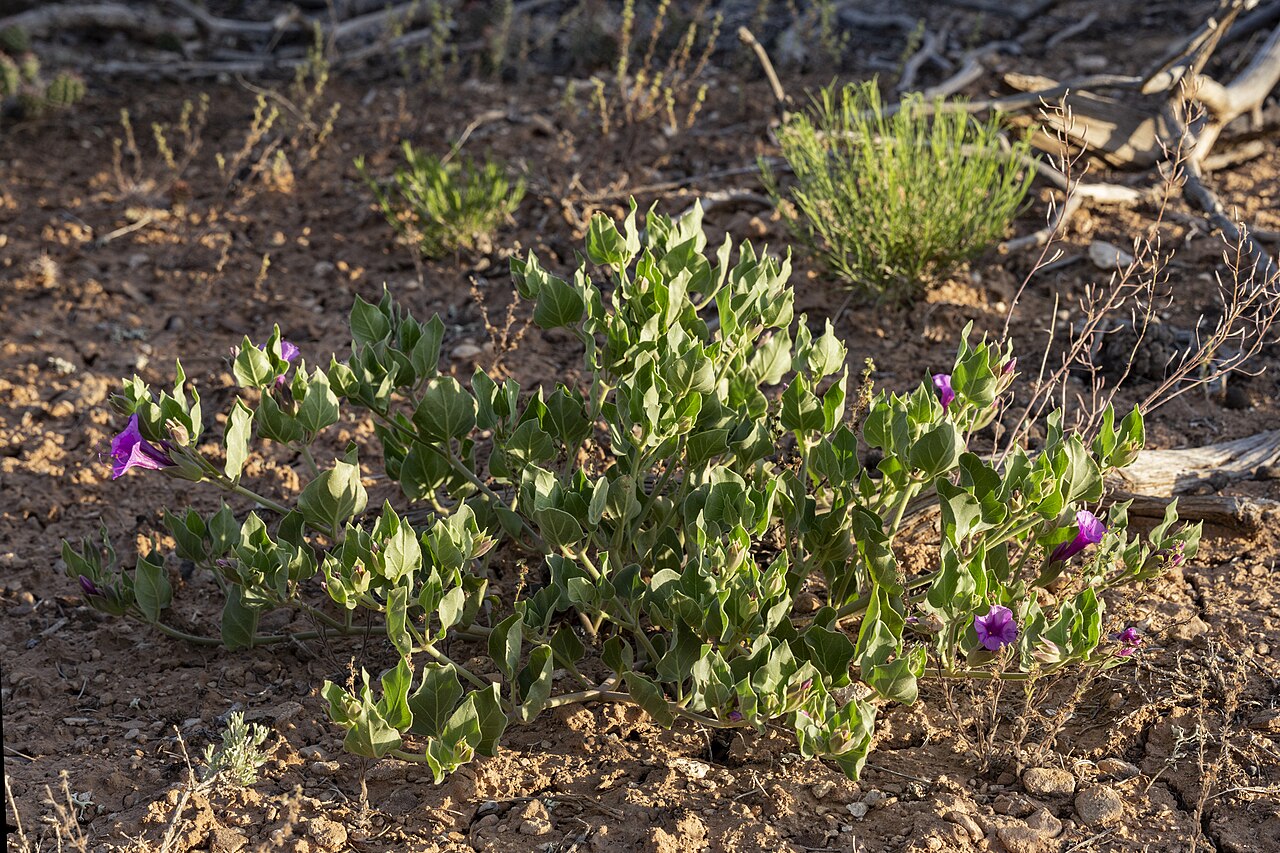 Colorado Four O’Clock (Mirabilis multiflora) - PlantNative.org Mirabilis multiflora growth and seasonal features