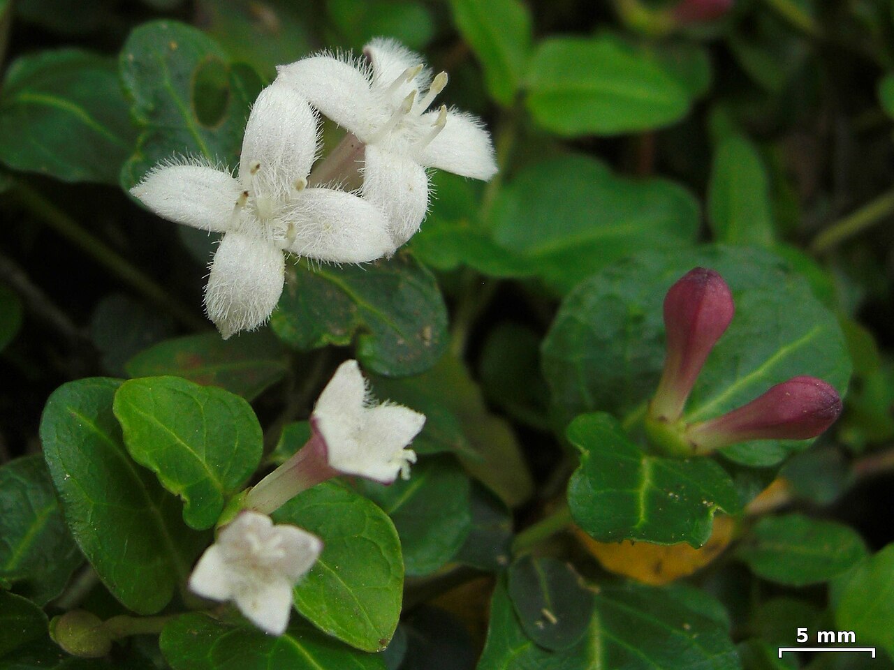 Paired, hairy white partridgeberry flowers on the Snakeden Trail in the Great Smoky Mountains, Tennessee.