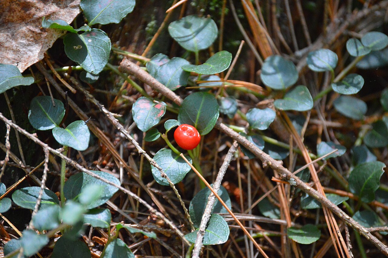 Partridgeberry leaves and red fruit in Norfolk, Connecticut.