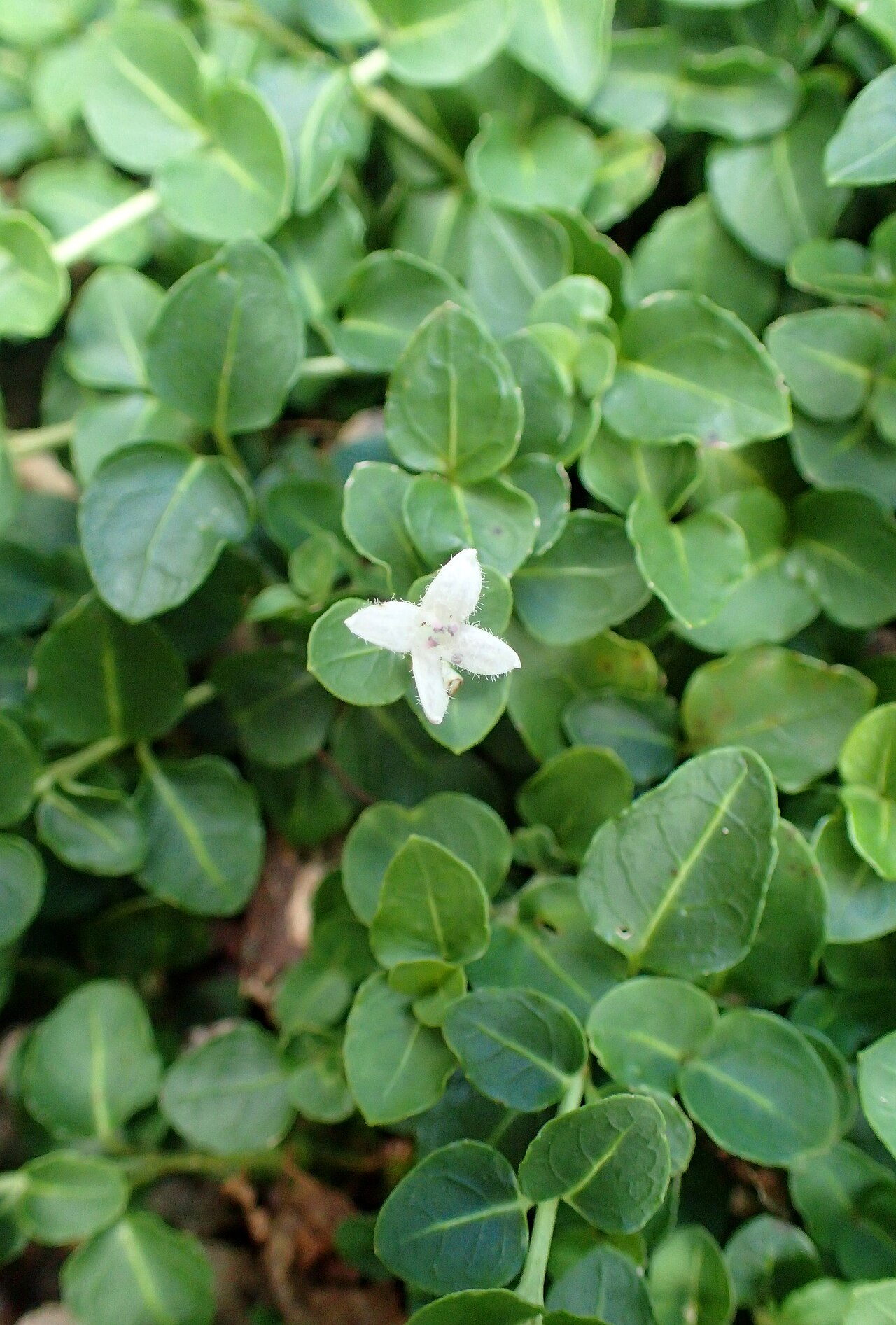 Partridgeberry foliage and flower in a cultivated collection at the New York Botanical Garden.
