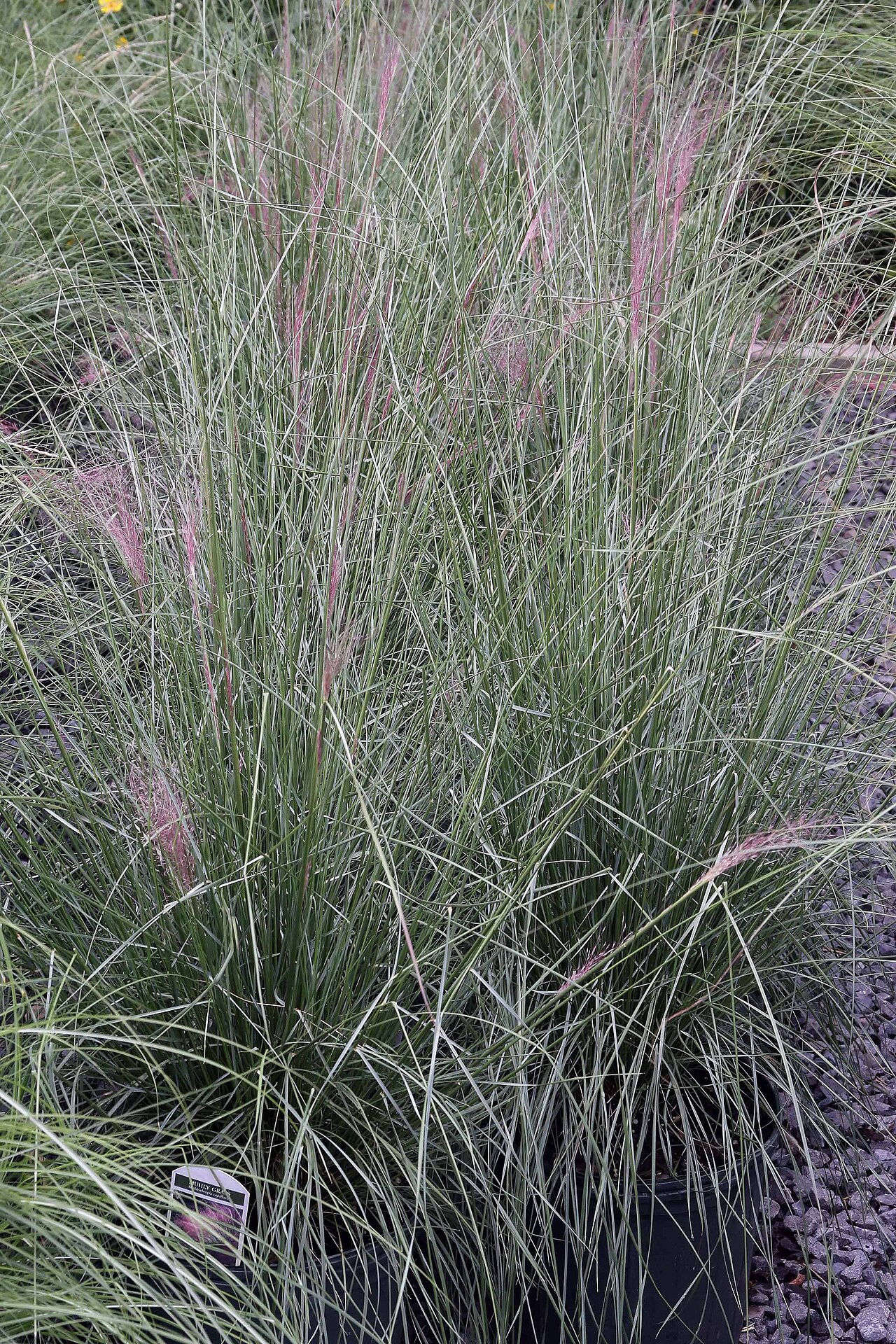 Gulf Muhly (Muhlenbergia capillaris) - PlantNative.org Pink panicles rising through the wiry foliage of gulf muhly in nursery cultivation.