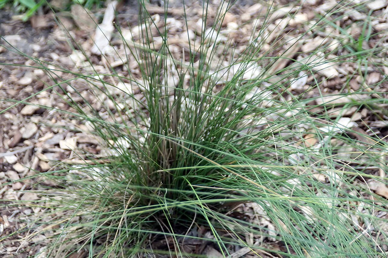 Gulf Muhly (Muhlenbergia capillaris) - PlantNative.org A cultivated gulf muhly clump at Fairchild Tropical Botanic Garden in Florida.