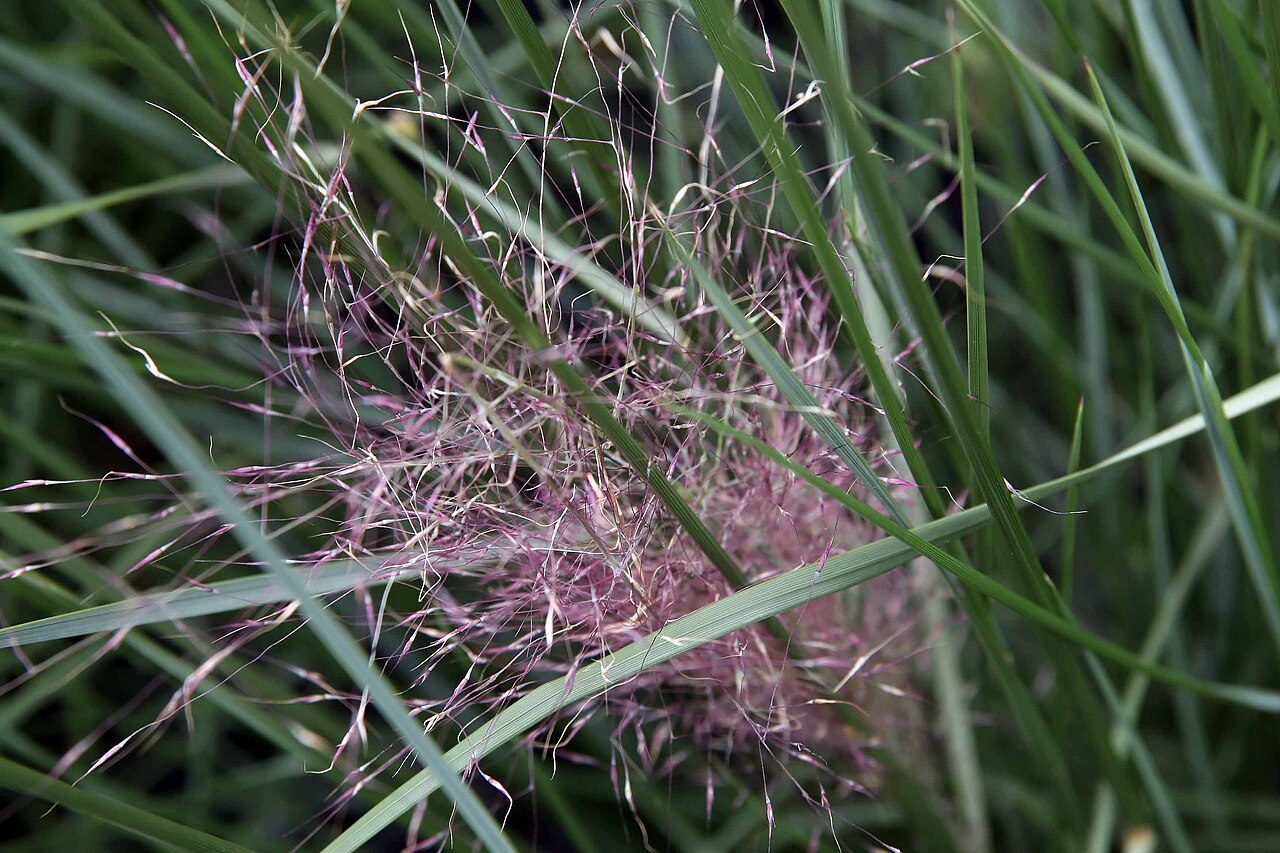 Gulf Muhly (Muhlenbergia capillaris) - PlantNative.org Fine pink flowering branches and narrow leaves of Muhlenbergia capillaris.