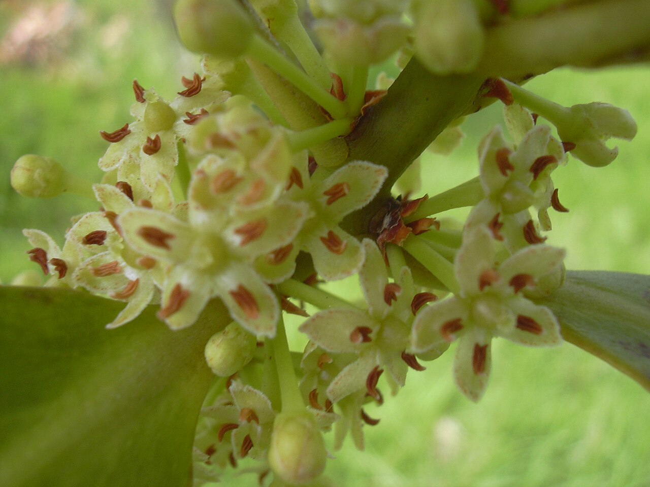 Kōlea Lau Nui (Myrsine lessertiana) - PlantNative.org Small kōlea lau nui flowers clustered along a twig