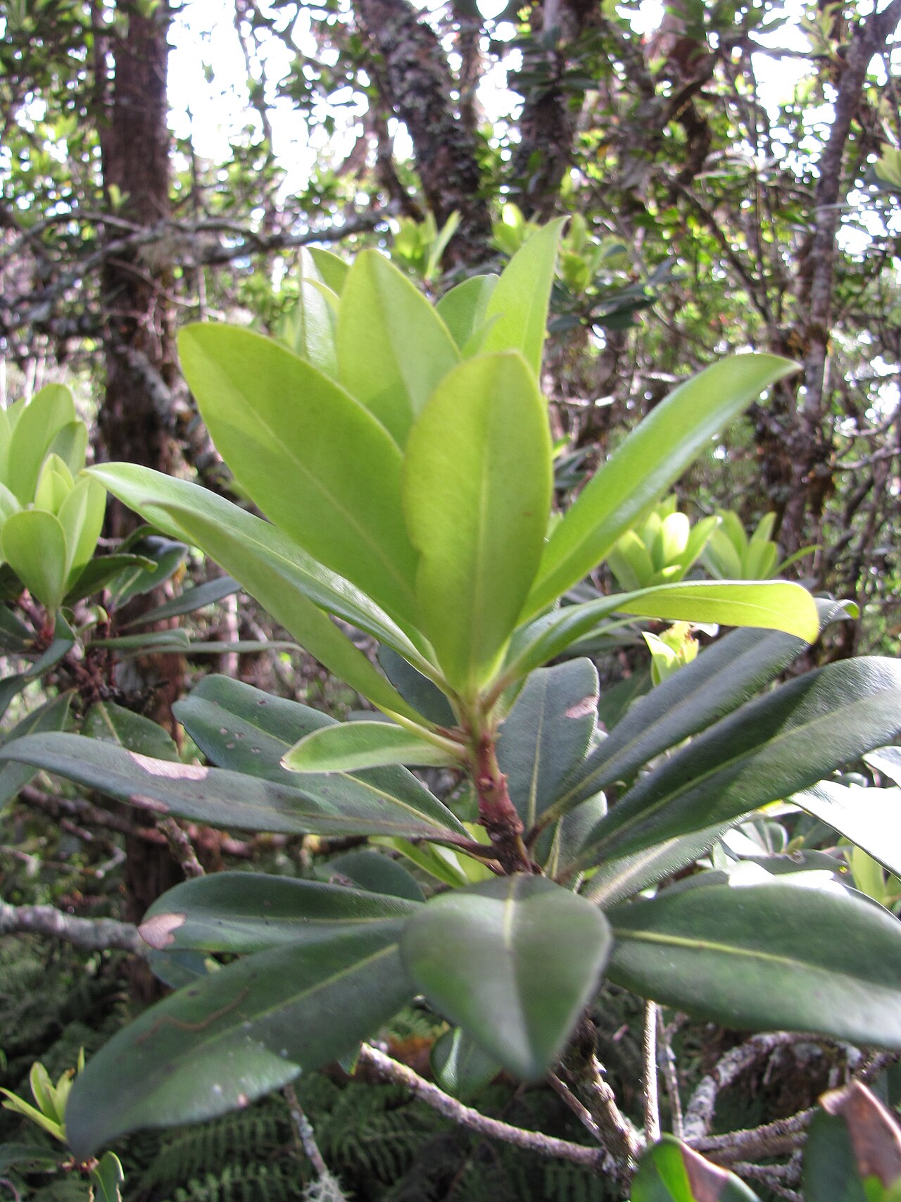 Kōlea Lau Nui (Myrsine lessertiana) - PlantNative.org Large green kōlea lau nui leaves at a branch tip