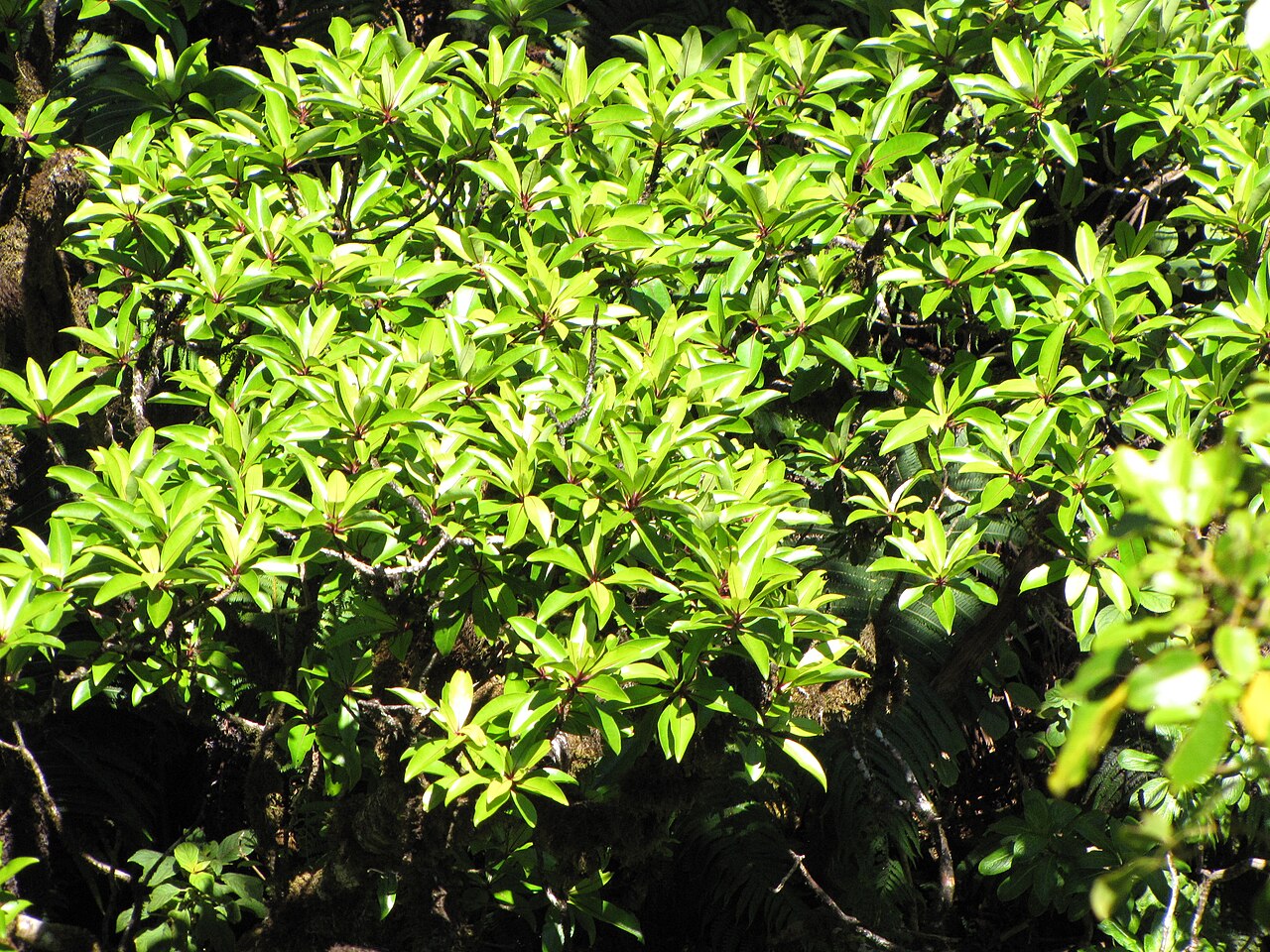 Kōlea Lau Nui (Myrsine lessertiana) - PlantNative.org Kōlea lau nui growing at Hanaula on Maui