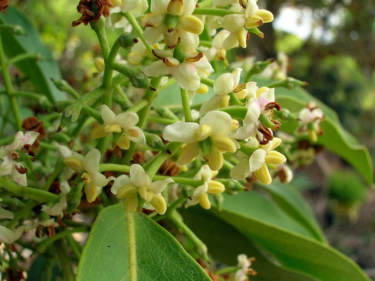Olopua (Nestegis sandwicensis) - PlantNative.org Small pale olopua flowers in a branched cluster