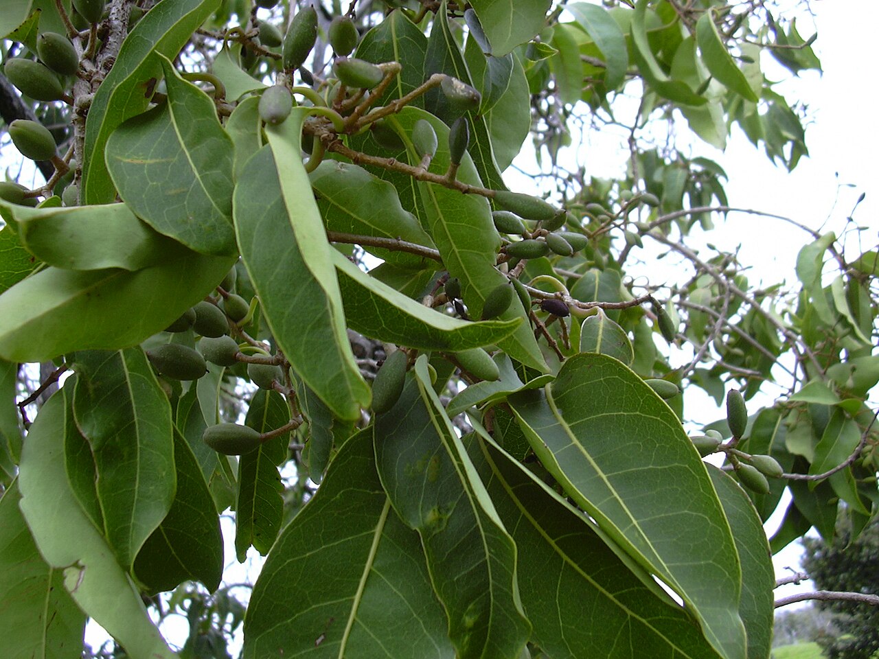 Olopua (Nestegis sandwicensis) - PlantNative.org Olopua foliage and developing fruit